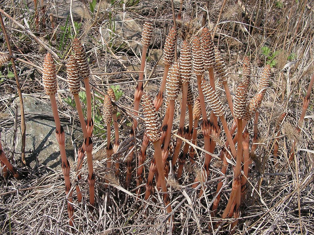 Изображение особи Equisetum arvense.