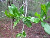 Lonicera orientalis. Часть ветки с молодыми листьями и бутонизирующими соцветиями. Ставропольский край, г. Кисловодск, Курортный парк верхний, лес по склону горы. 12.04.2013.