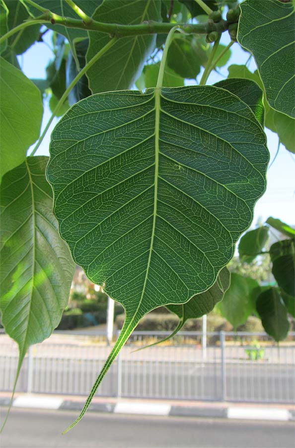 Image of Ficus religiosa specimen.