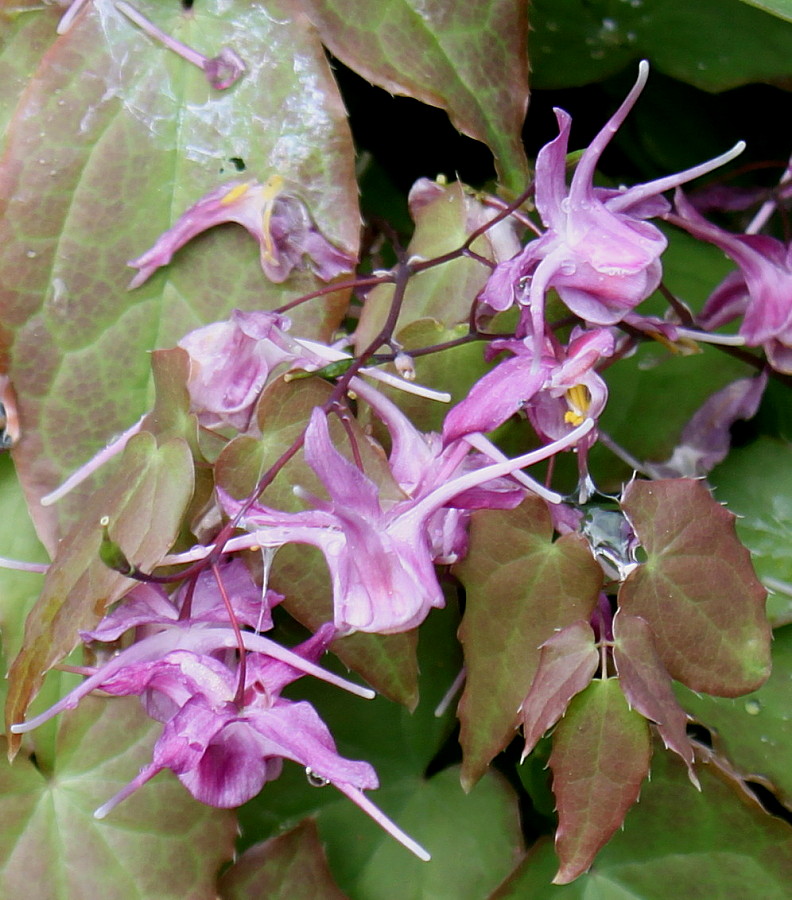 Изображение особи Epimedium grandiflorum.