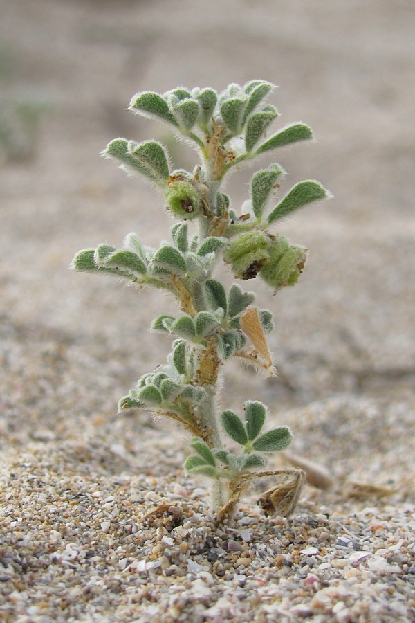 Image of Medicago marina specimen.