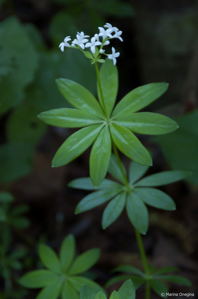 Image of Galium odoratum specimen.