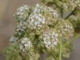 Lepidium latifolium