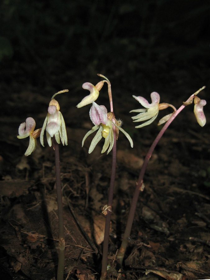 Image of Epipogium aphyllum specimen.