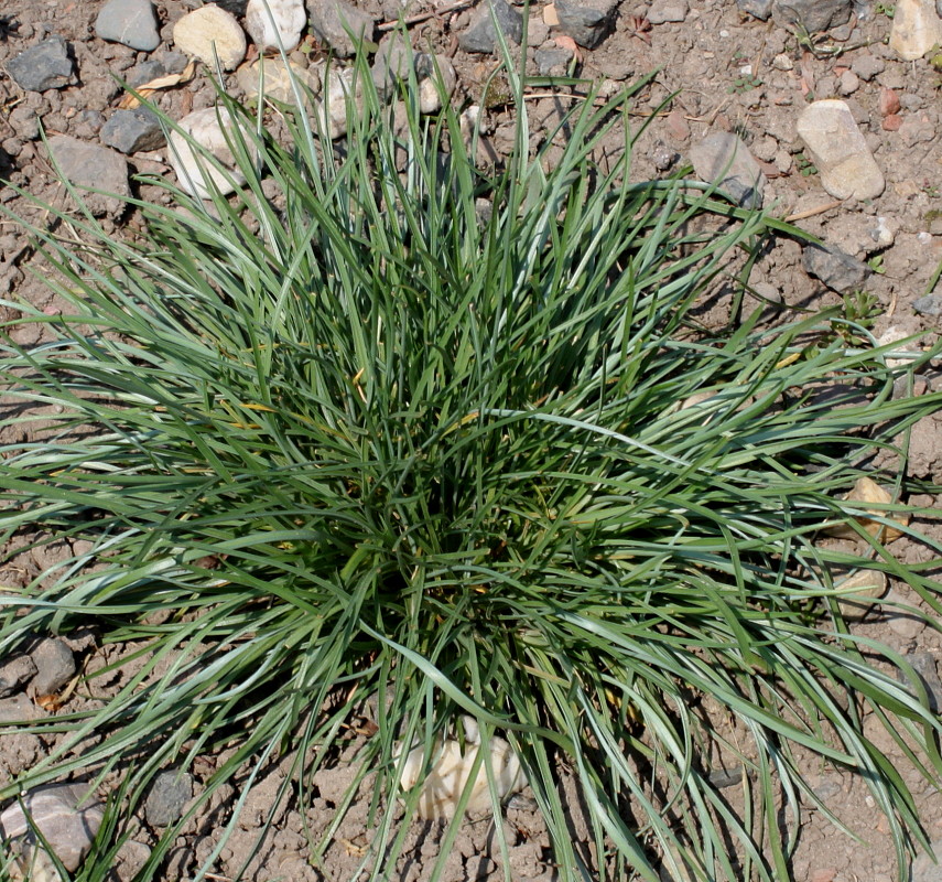 Image of Armeria canescens specimen.