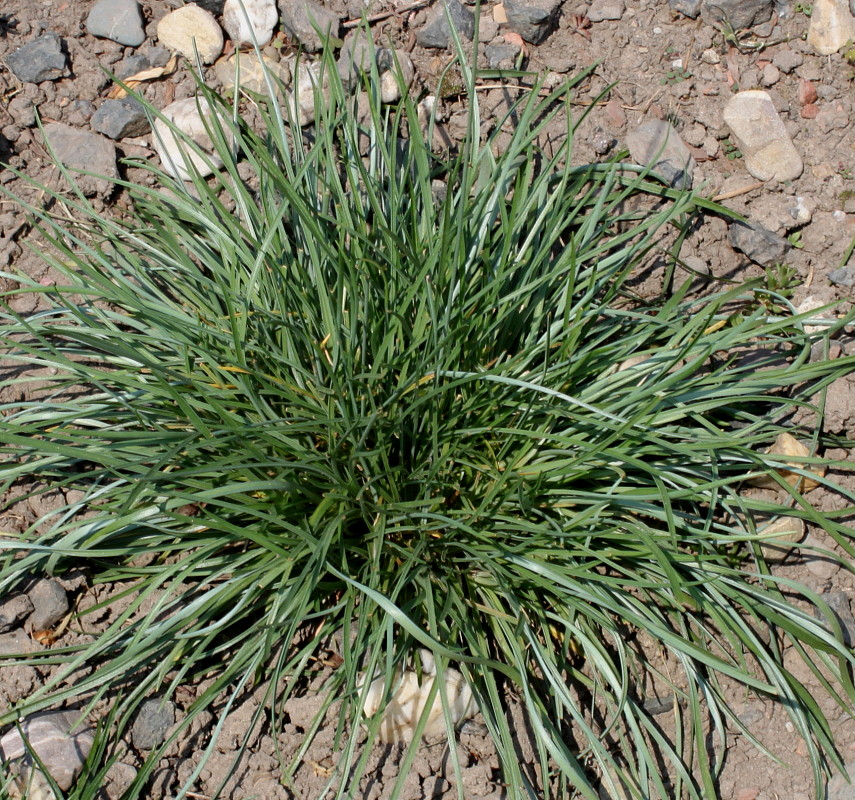 Изображение особи Armeria canescens.