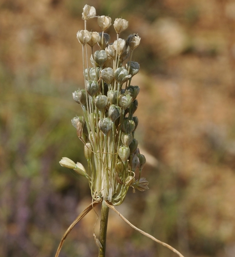 Image of genus Allium specimen.