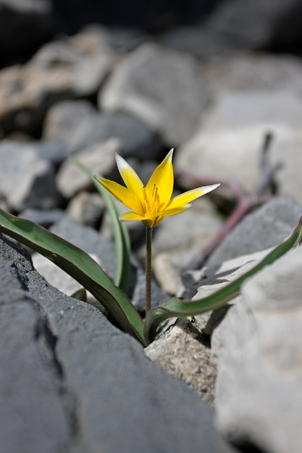 Изображение особи Tulipa turkestanica.