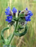 Anchusa officinalis. Соцветие. Украина, Черкасская обл., Каневский р-н, РЛП \"Трахтемиров\", вершина холма, лугово-степной участок. 28 июня 2013 г.