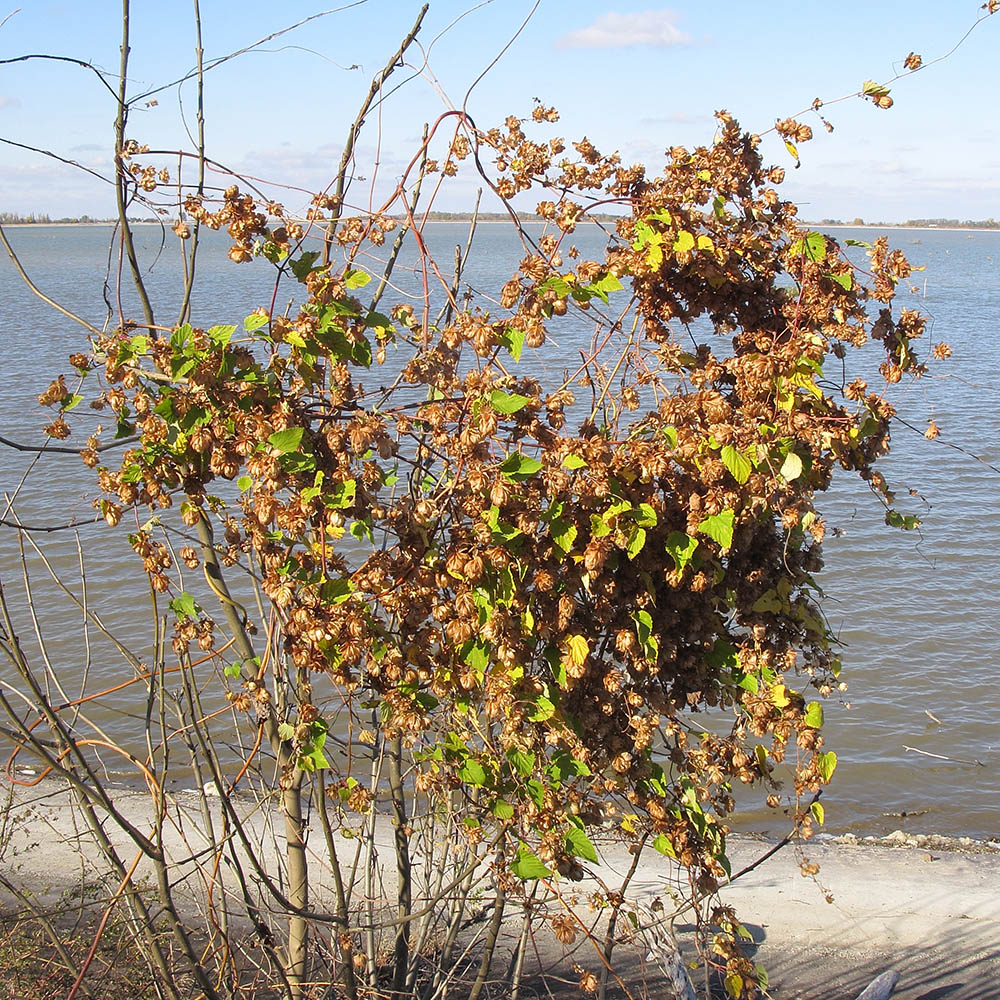 Изображение особи Humulus lupulus.