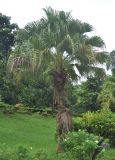 Livistona chinensis. Взрослое растение. Таиланд, национальный парк Си Пханг-нга. 19.06.2013.