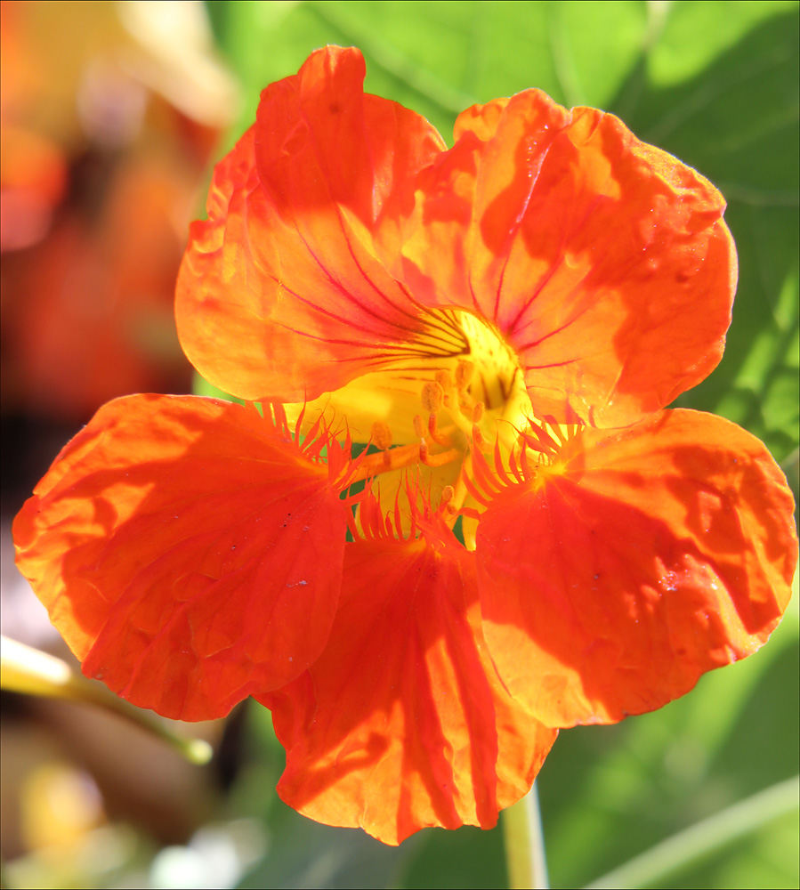 Image of Tropaeolum majus specimen.