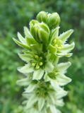 род Veratrum. Верхняя часть соцветия с бутонами и распустившимися цветками. Республика Бурятия, Баунтовский эвенкийский р-н, окр. пос. Северный, долина р. Има, лес, обочина грунтовой дороги. 31.06.2013.