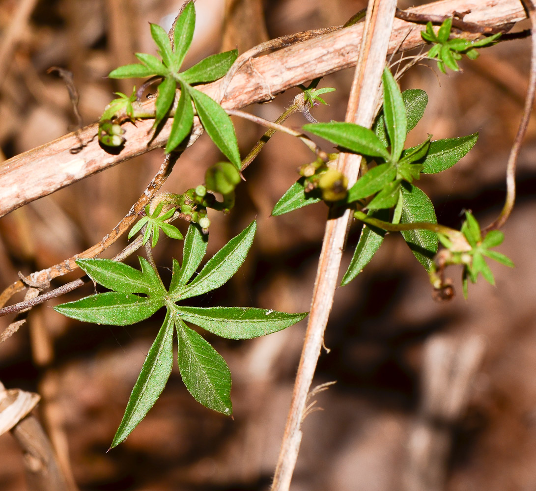 Image of Ipomoea cairica specimen.