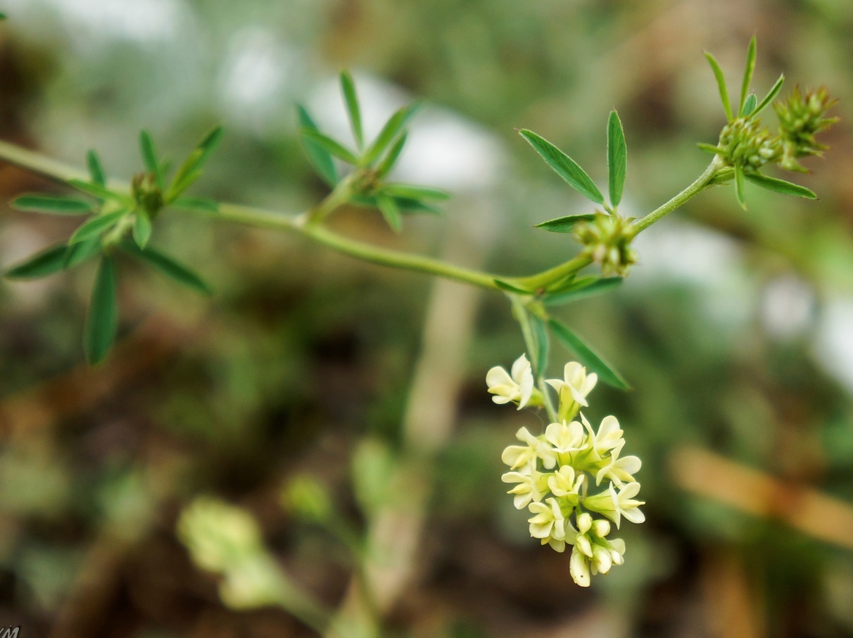 Image of Medicago &times; varia specimen.