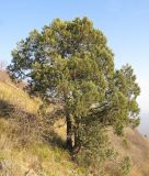 Juniperus excelsa. Взрослое дерево на склоне горы. Краснодарский край, Абинский р-н, хр. Грузинка, гора Шизе. 02.11.2013.
