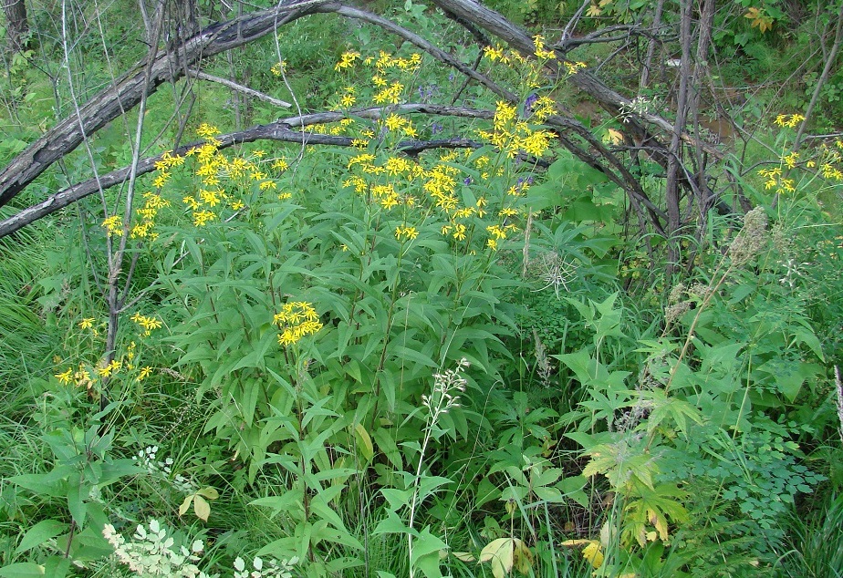 Изображение особи Senecio nemorensis.