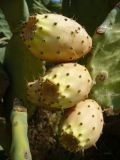 Opuntia ficus-indica. Плоды. Греция, Крит, ном Ханья, г. Георгиуполис, в культуре. 20 августа 2012 г.