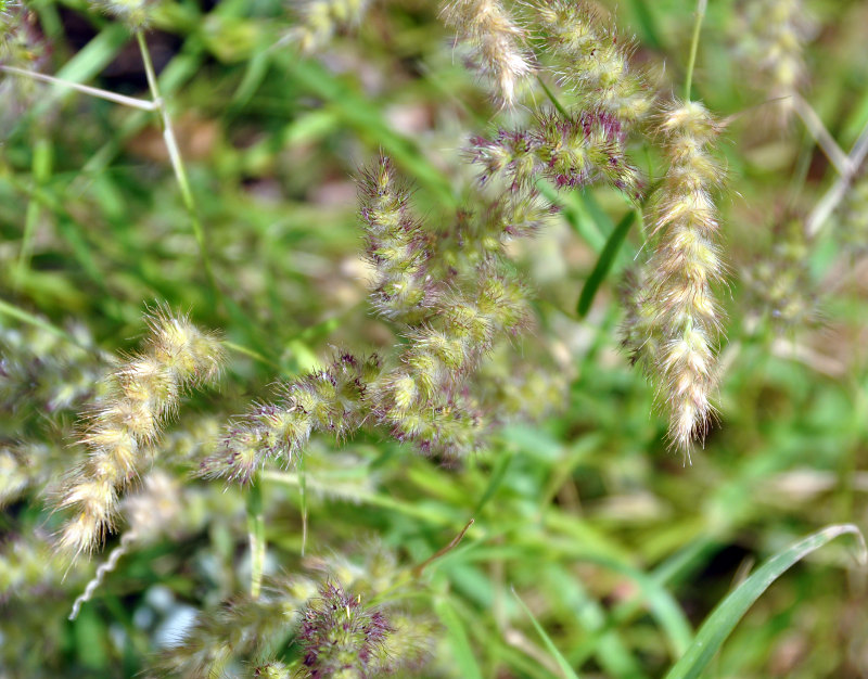 Image of Cenchrus ciliaris specimen.