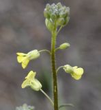 Sisymbrium orientale