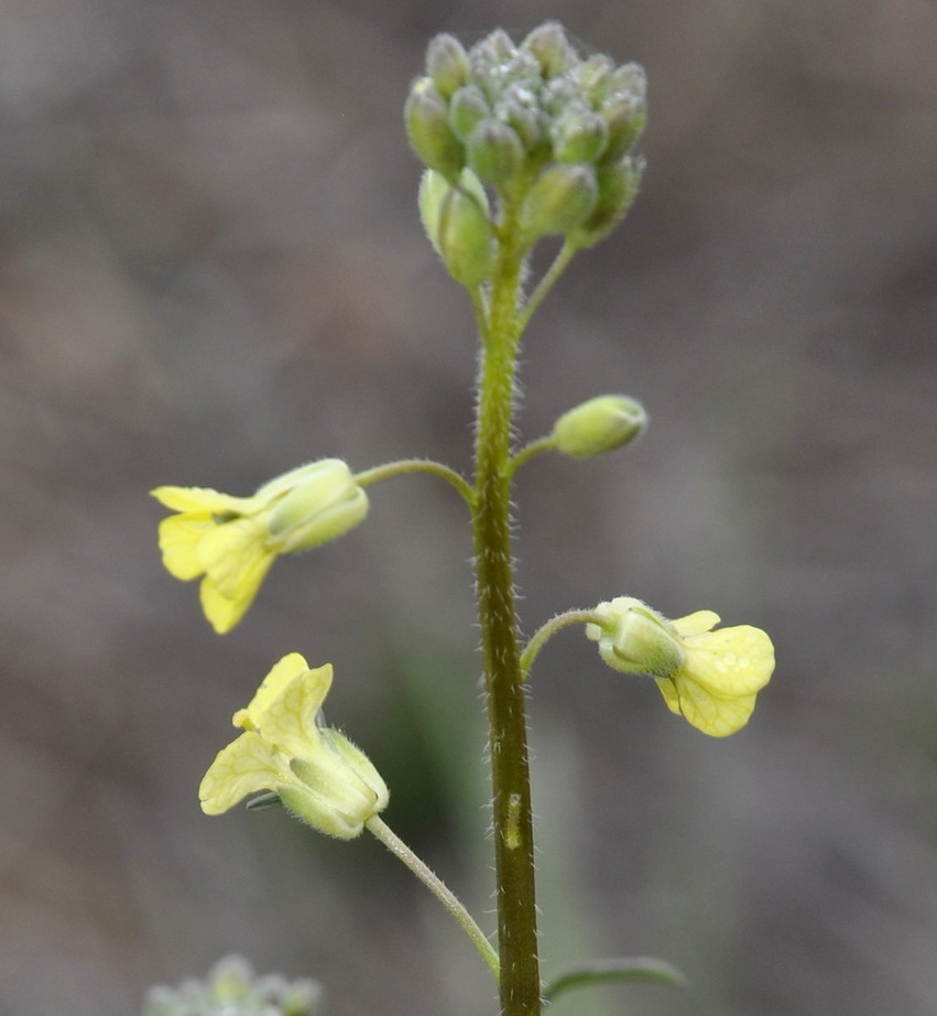 Изображение особи Sisymbrium orientale.