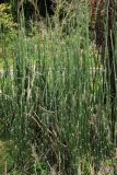 Equisetum hyemale