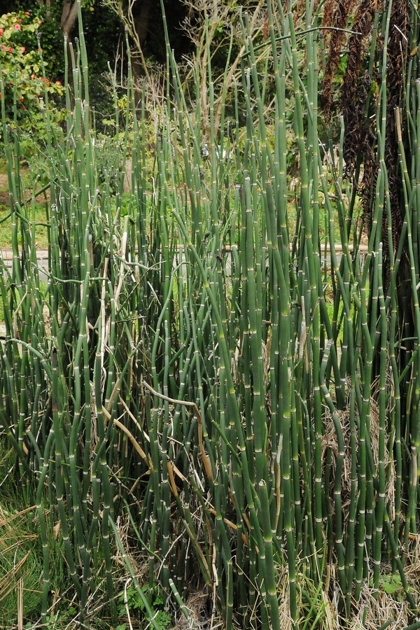 Изображение особи Equisetum hyemale.