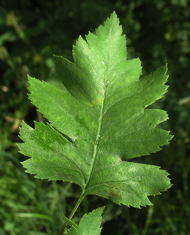 Image of Crataegus rhipidophylla specimen.