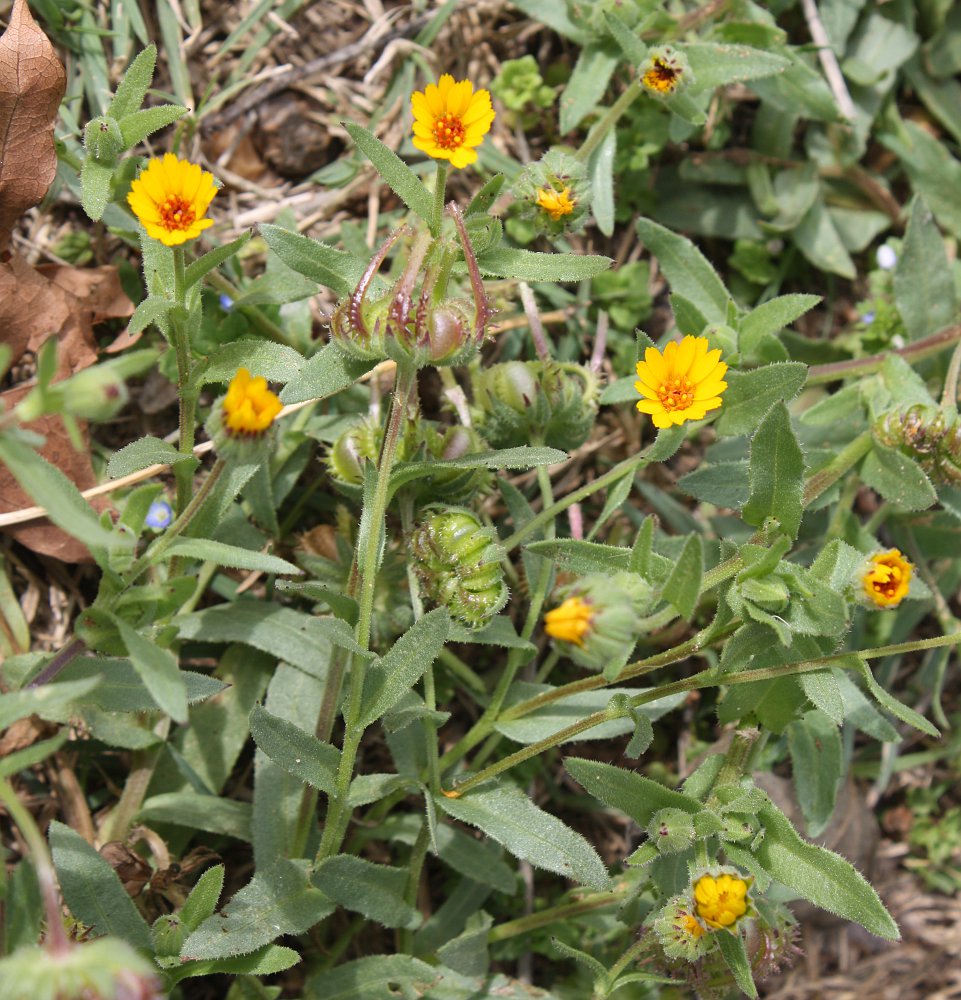 Изображение особи Calendula palaestina.