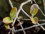 Viburnum lentago