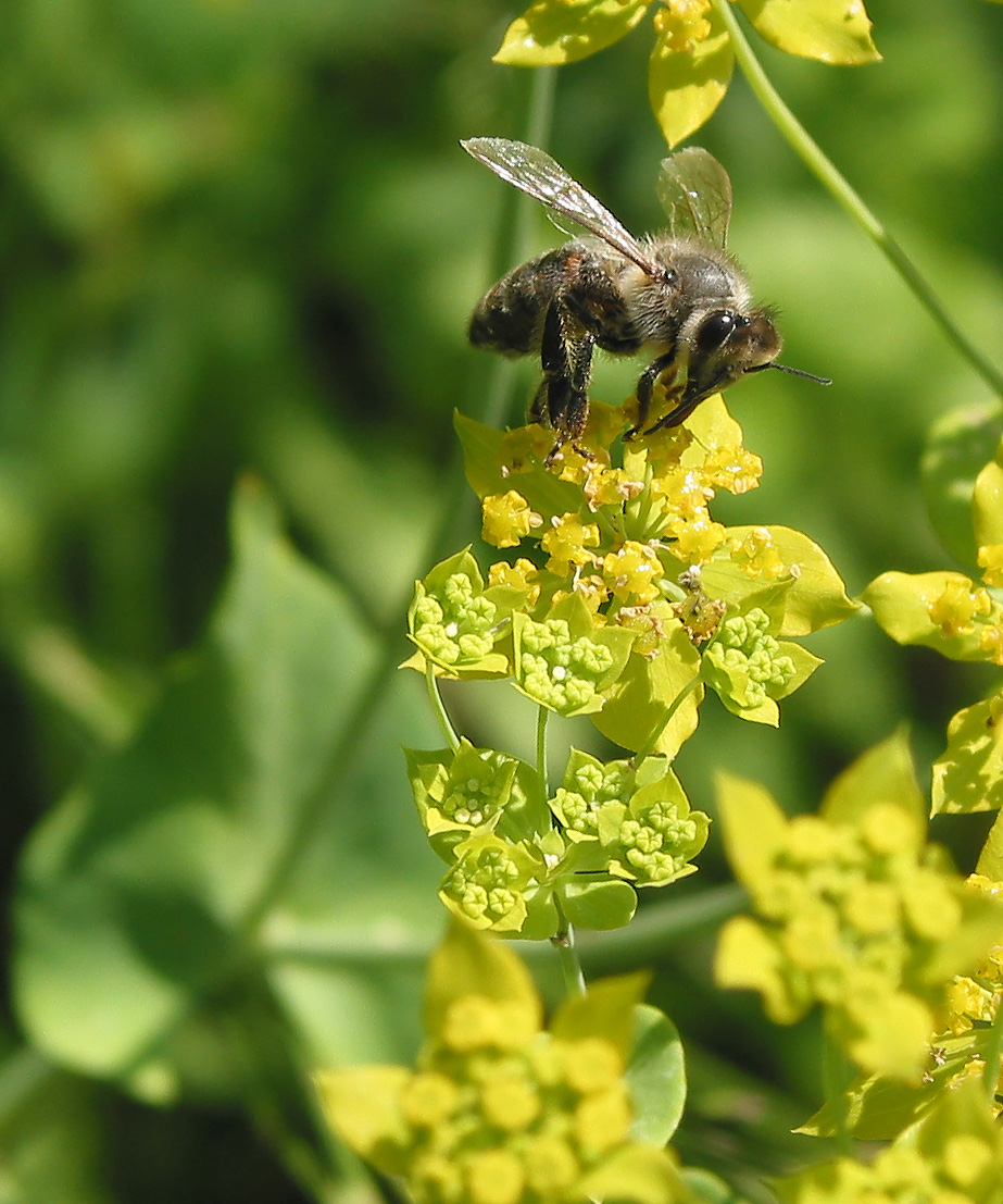 Изображение особи Bupleurum longifolium ssp. aureum.