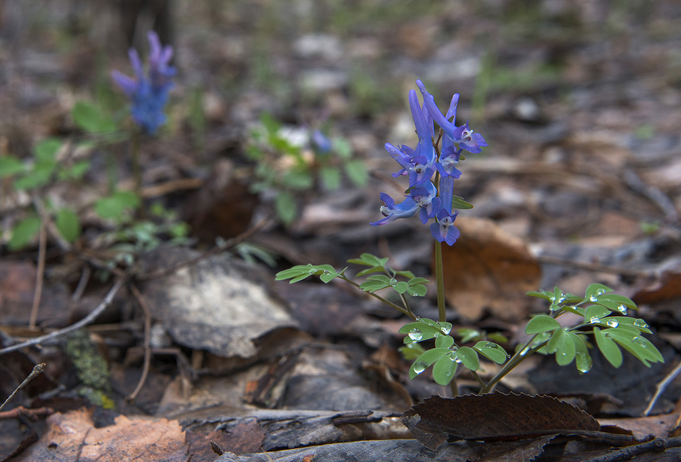 Image of Corydalis ambigua specimen.