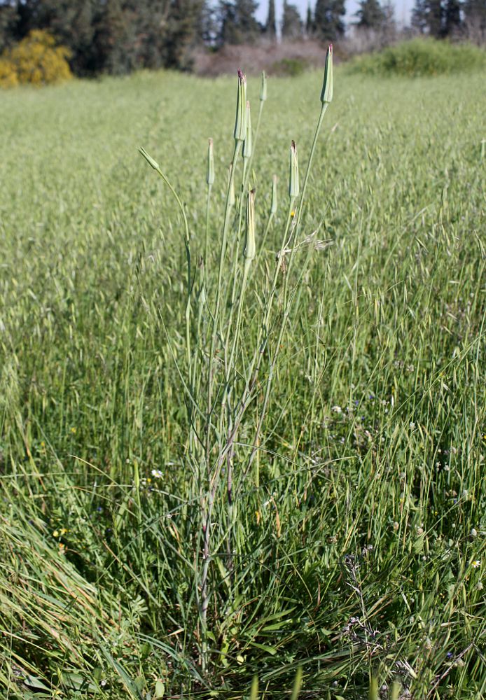 Image of Tragopogon porrifolius ssp. longirostris specimen.