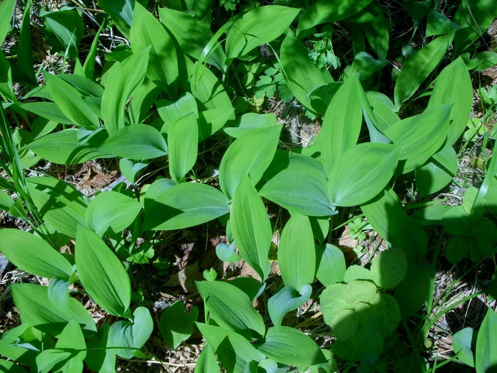 Image of Convallaria keiskei specimen.