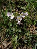 Cardamine pratensis