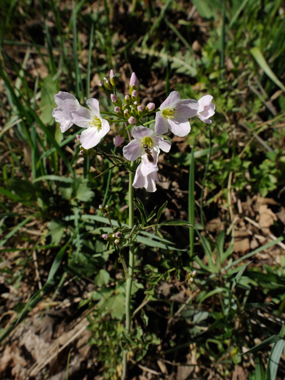 Изображение особи Cardamine pratensis.