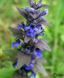 Ajuga genevensis