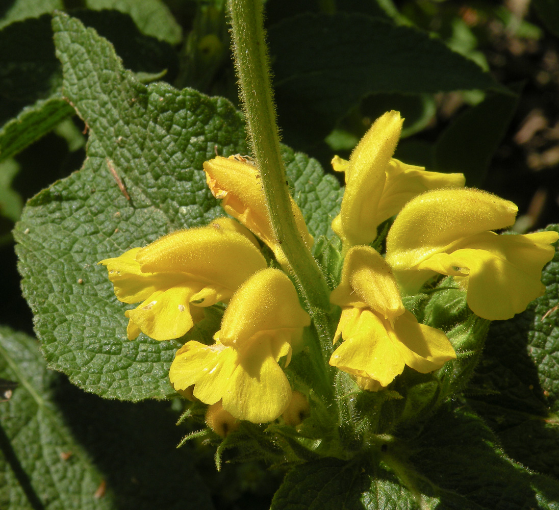 Изображение особи Phlomis viscosa.