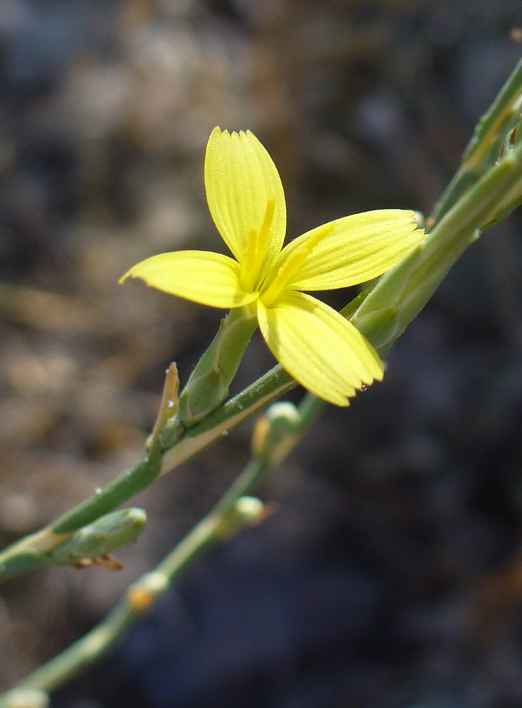 Image of Scariola viminea specimen.