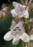 Penstemon digitalis