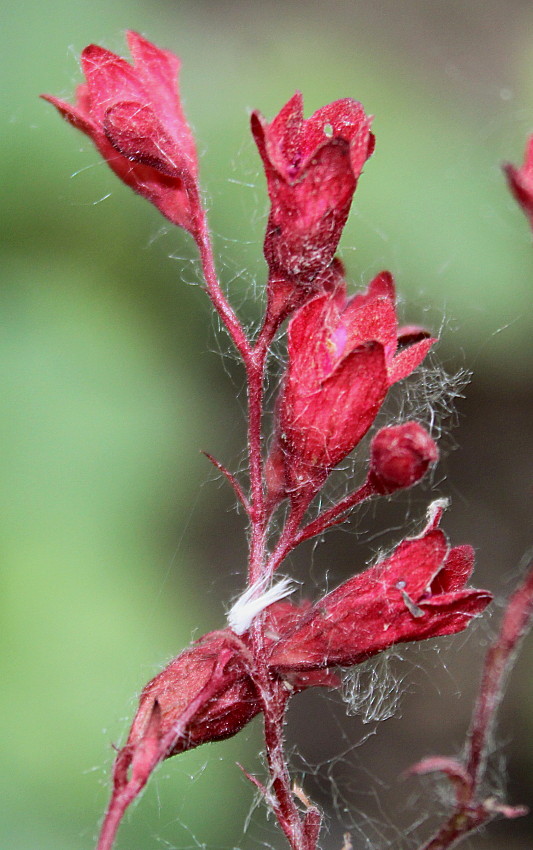 Image of Heuchera sanguinea specimen.