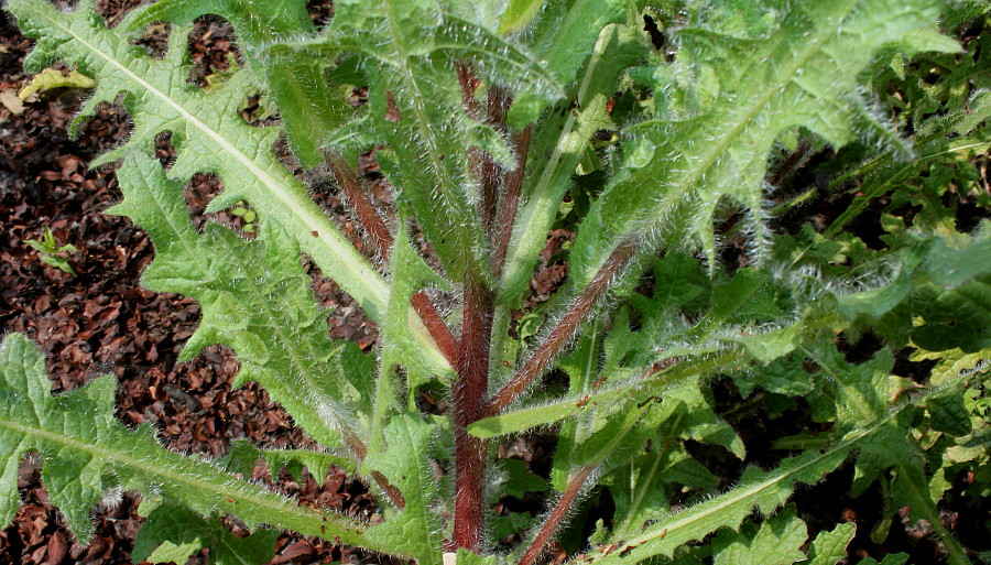 Изображение особи Centaurea benedicta.