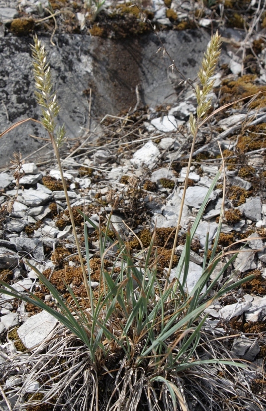Image of Koeleria sclerophylla specimen.