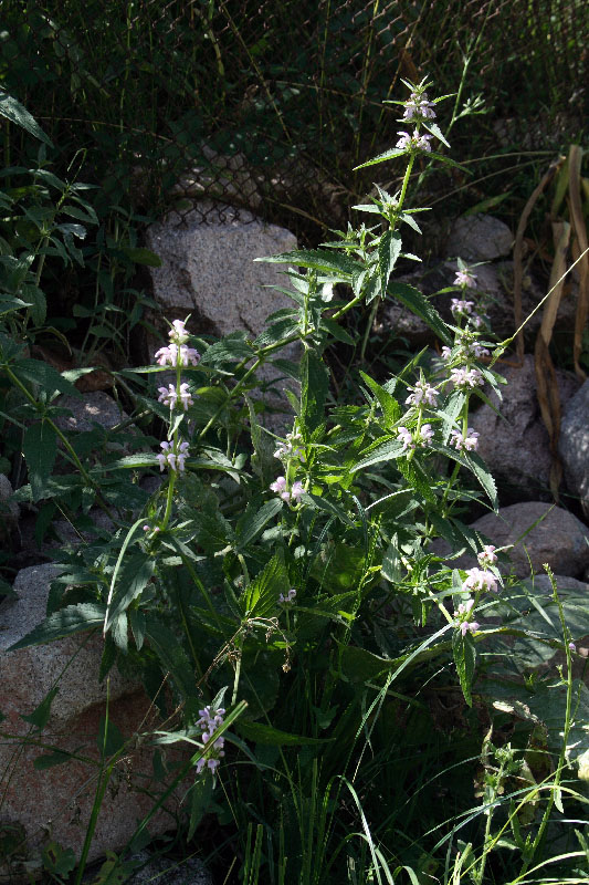 Изображение особи Stachyopsis oblongata.