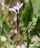 Linum bienne. Верхушка побега с цветком. Греция, п-ов Пелопоннес, окр. г. Пиргос, муниципальный парк. 17.04.2014.