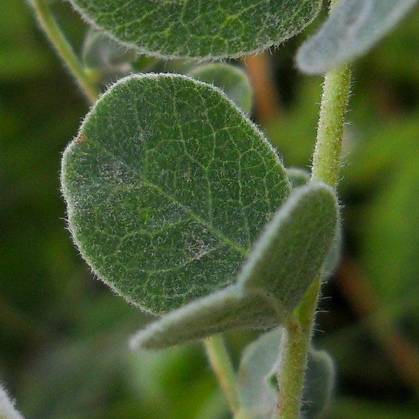 Image of Calophaca wolgarica specimen.