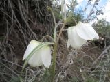 Fritillaria verticillata