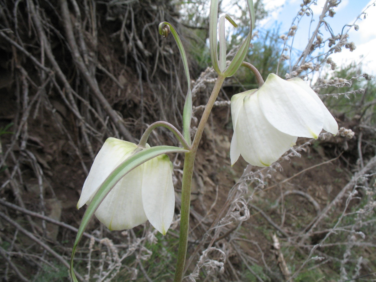 Изображение особи Fritillaria verticillata.