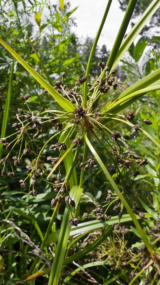 Изображение особи Scirpus sylvaticus.