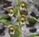 Epipactis helleborine ssp. degenii